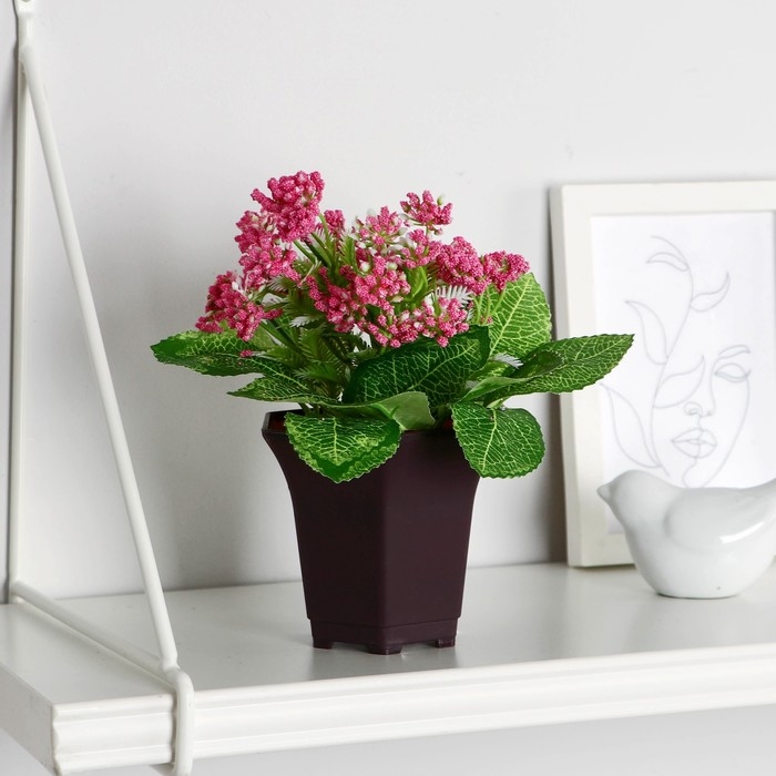 Бонсай в горшке Бонсай в горшке "Тысячелистник" 8х17 см, микс