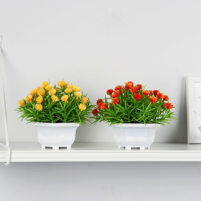 Бонсай в горшке Бонсай в горшке "Портулак кустовой" 11х14 см, микс