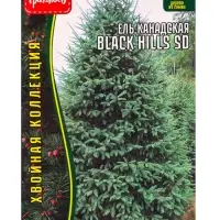 Семена Ель канадская Black Hills SD, 10 шт., &laquo;Григорьев&raquo;