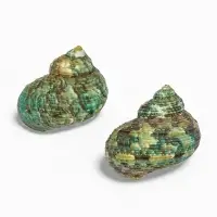 Набор ракушек декоративных, длина 4-5 см ширина 2 см, 2 шт.