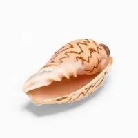 Ракушка декоративная, 6-7 см