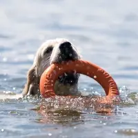 Кольцо &laquo;ДогЛайк&raquo; d=2611, 8-мигранное, большое, d=30.5 см, оранжевое