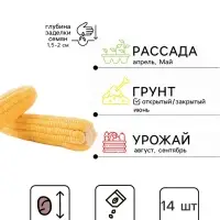 Семена Кукуруза &laquo;Земляничная Поляна&raquo;, декоративная, 14 шт., &laquo;Дом семян&raquo;