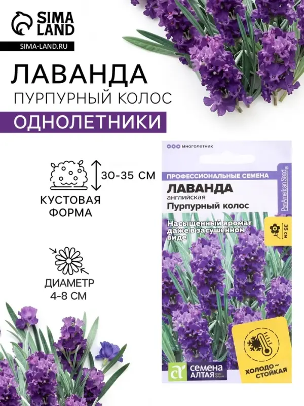 Семена цветов Лаванда &laquo;Пурпурный колос&raquo;, узколистная, 5 шт., &laquo;Семена Алтая&raquo;