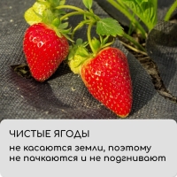Материал мульчирующий, с перфорацией, 10 × 0,8 м, плотность 80 г/м², спанбонд с УФ-стабилизатором, чёрный, Greengo, Эконом 30%