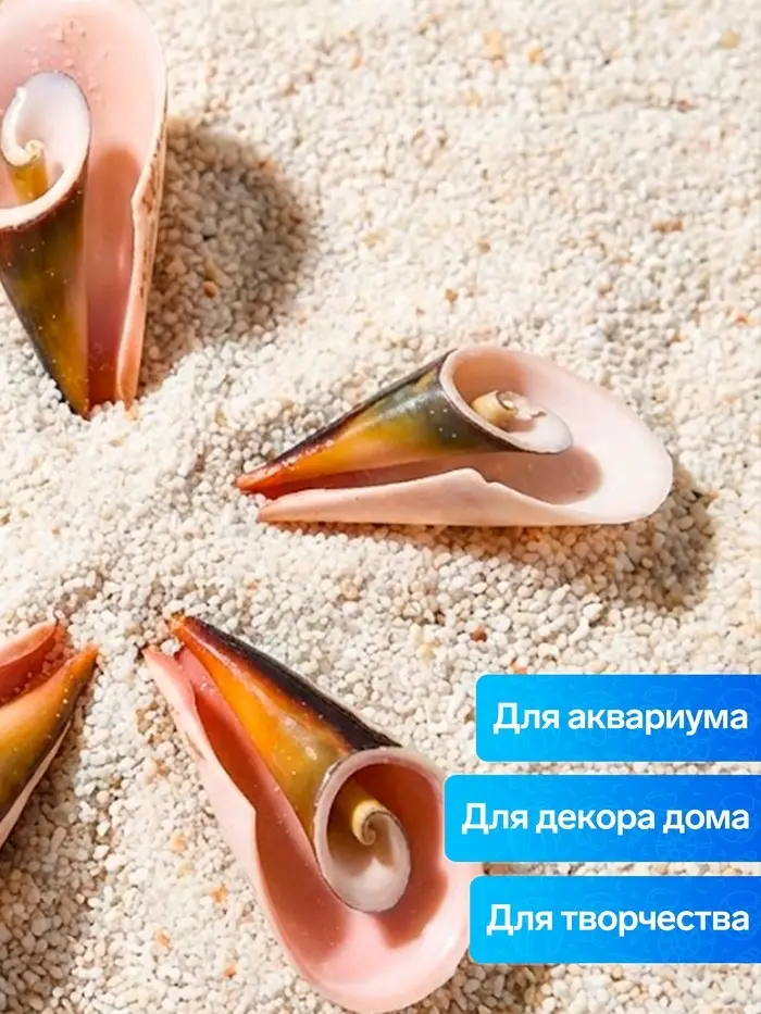 Набор ракушек декоративных, длина 4 см, 5 шт.