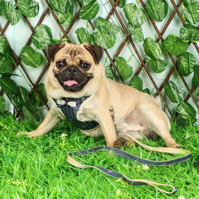 Комплект с мягкой шлейкой  Комплект с мягкой шлейкой "Якорь", размер L, поводок 120 х 1,5 см, ОГ 42-76 см, синий