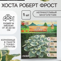 Хоста «Роберт Фрост», корневище в пакете с торфогрунтом, р-р I, 1 шт.