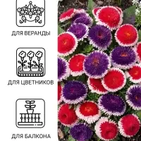 Семена цветов Астра &laquo;Махровые мячи&raquo; смесь сортов, однолетник, 0.1 г, &laquo;Аэлита&raquo;