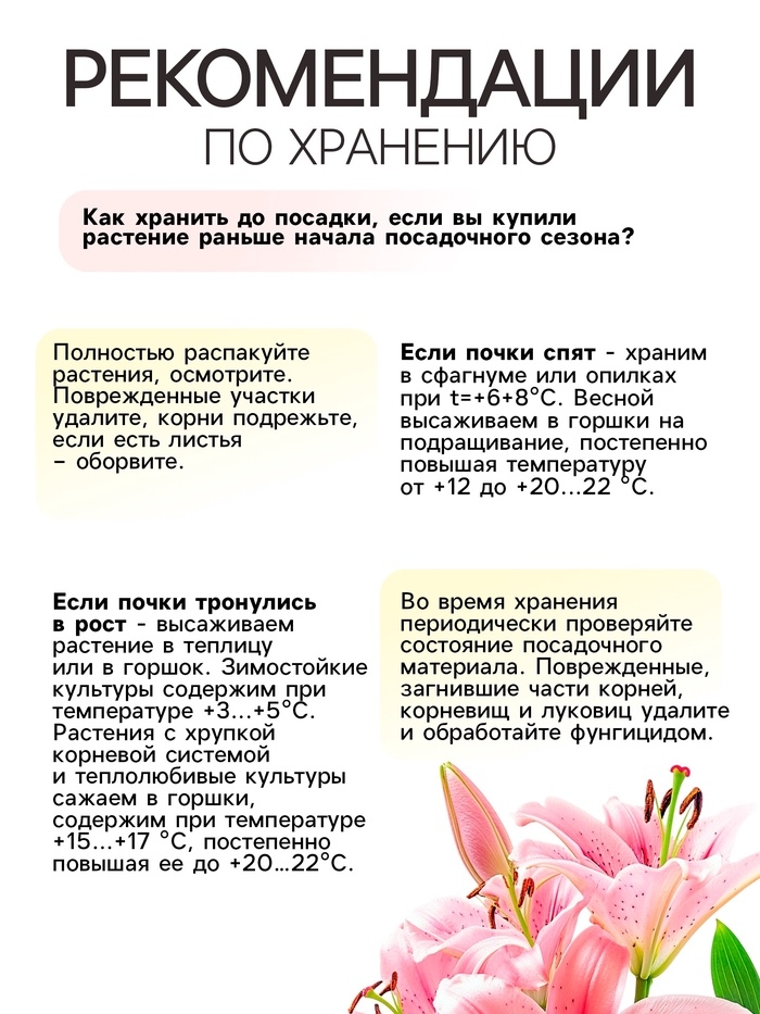 Лилия Восточная Lovely Day, луковица в пакете с перфорацией, р-р 12/14, 2 шт.
