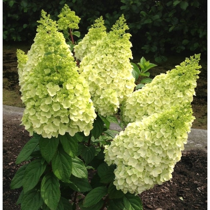 Гортензия метельчатая Мэджикал Килиманджаро, С3 горшок, Н10-50 высота, 1 шт, Лето 2024 Гортензия метельчатая Мэджикал Килиманджаро, С3 горшок, Н10-50 высота, 1 шт, Лето 2024