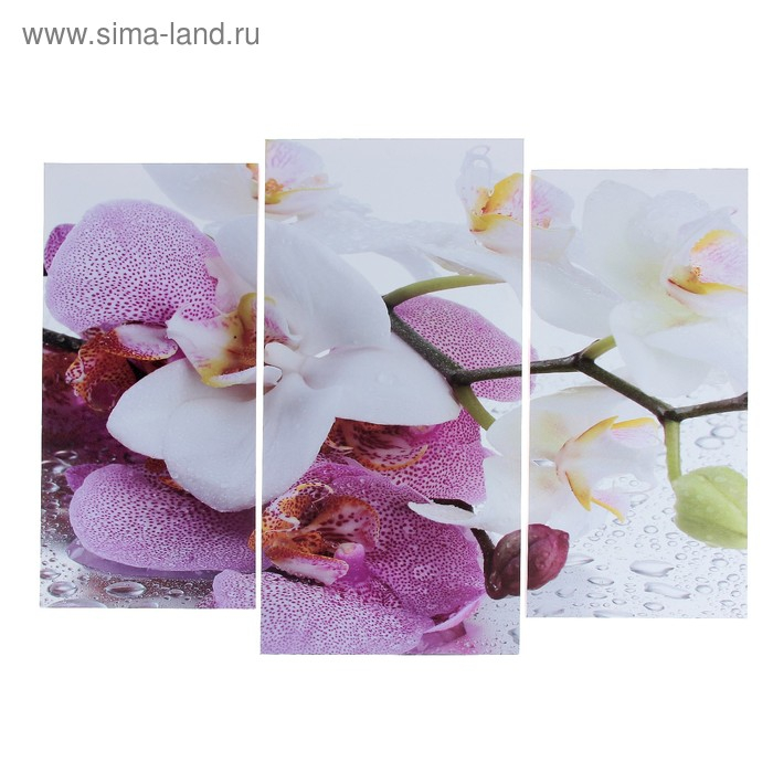 Модульная картина  Модульная картина "Краповая орхидея"  (2-25х52; 1-30х60) 60х80 см