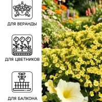 Семена цветов Петуния &laquo;Пикколино&raquo; F1, лайм, 5 шт., Farao, &laquo;АЭЛИТА&raquo;
