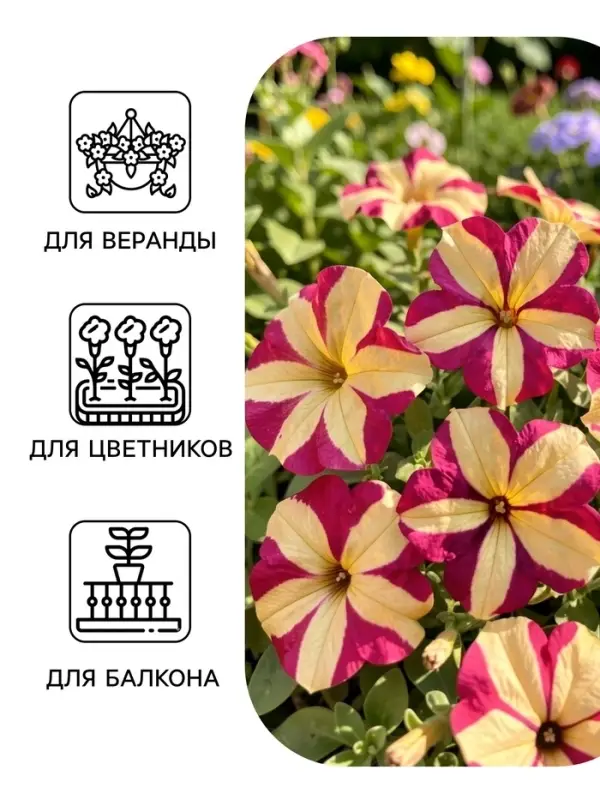 Семена цветов Петуния ампельная &laquo;Лавина Пурпурно-желтая Звезда&raquo;, F1, 10 шт., &laquo;ПОИСК&raquo;