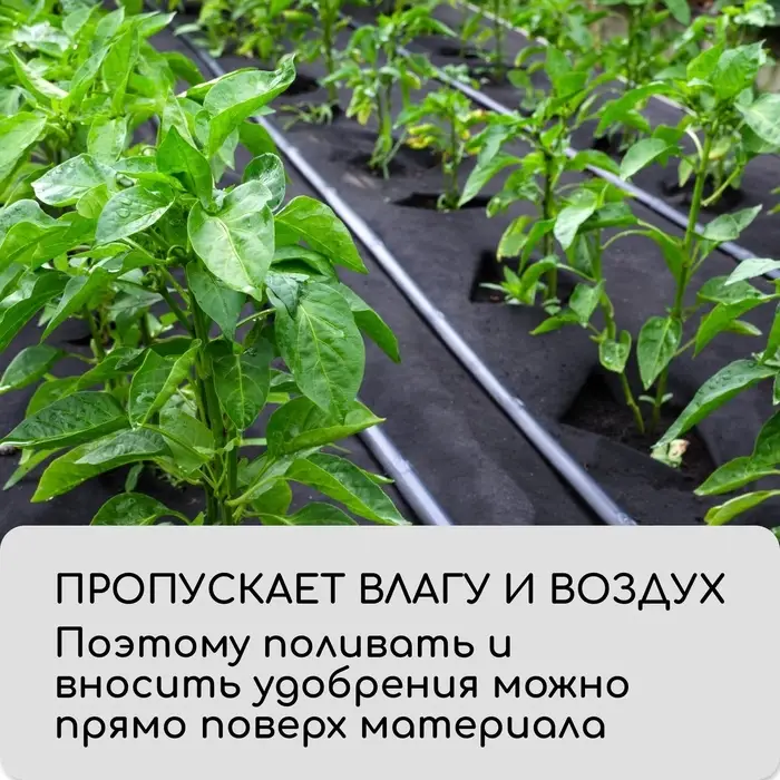 Материал мульчирующий, с перфорацией (4 ряда), 20&times;1.6 м, плотность 80 г/м&sup2;, спанбонд с УФ-стабилизатором, чёрный, Greengo, Эконом 30%