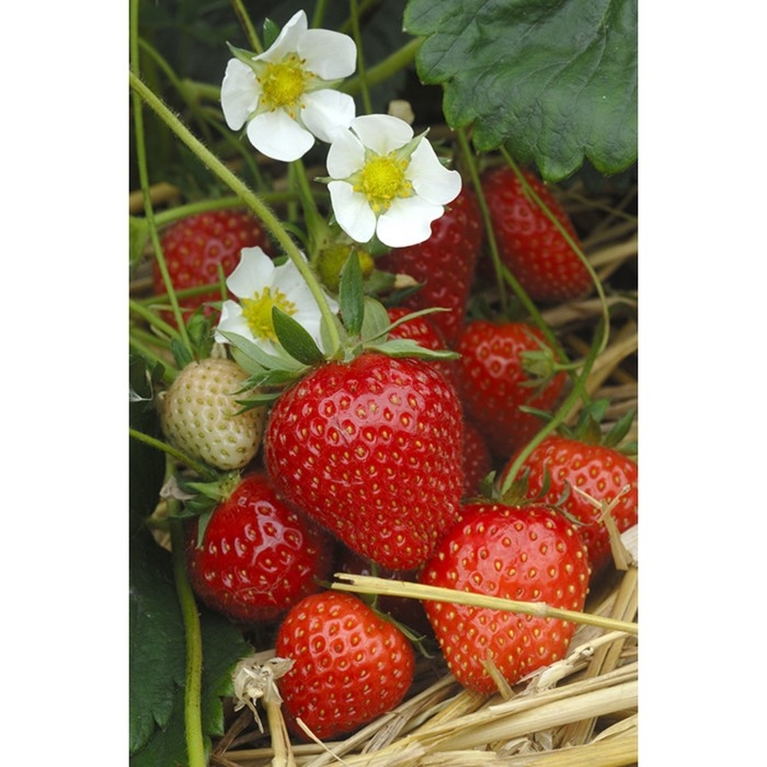 Рассада Земляники круноплодной (клубники) ФРИГО Сирафин (Cirafine) A+ (15-20 мм), P9 Горшок 103799 Рассада Земляники круноплодной (клубники) ФРИГО Сирафин (Cirafine) A+ (15-20 мм), P9 Горшок 103799