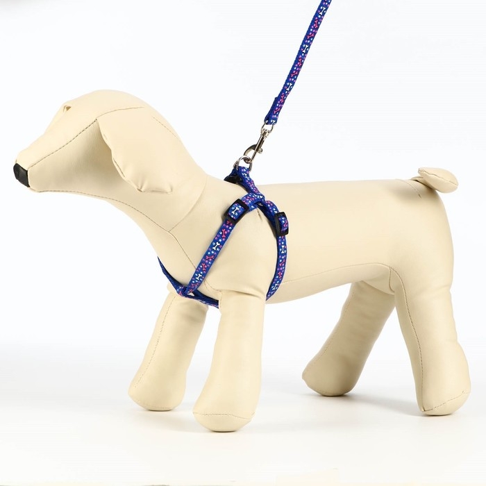 Комплект  Комплект "Звёздные косточки", ширина 1 см, поводок 120 см, шлейка 23-35 см, синий