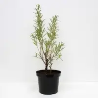 Саженец Облепиха Гном, C3 горшок, Н20-40 высота, 1 шт.