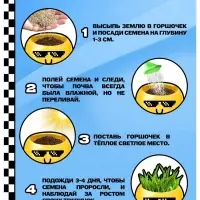 Набор для опытов, для детей &laquo;Выращиваем травку&raquo;, растение в горшочке - эмодзи &laquo;Крутой&raquo;