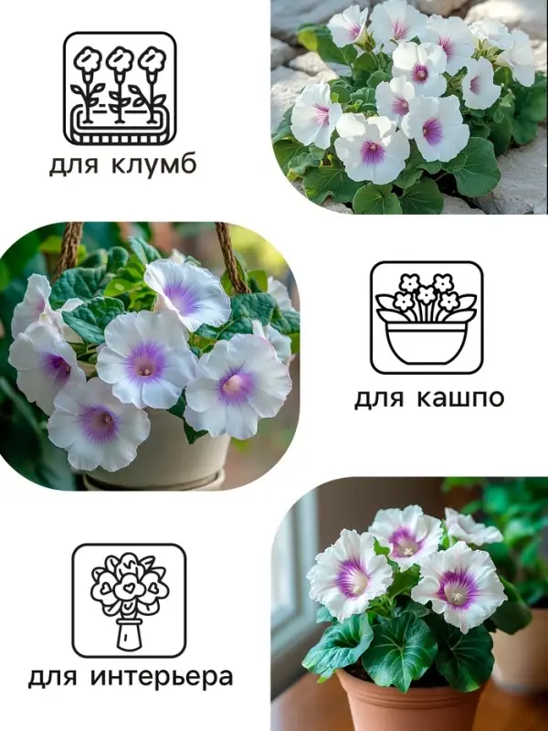 Семена комнатных цветов Глоксиния Аванти &laquo;Светло-фиолетовая&raquo;, F1, &laquo;Гавриш&raquo;, 4 шт.