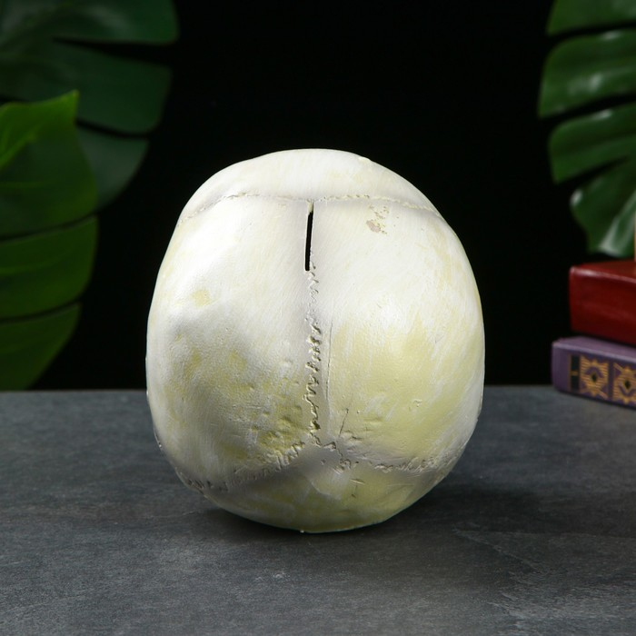 Копилка Копилка "Череп" кость белая, 16х13х22см