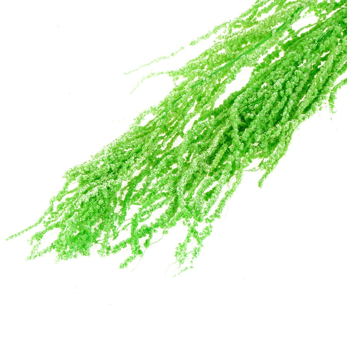 Сухие цветы амаранта, 100 г, размер листа: от 50 до 60 см, цвет зелёный Сухие цветы амаранта, 100 г, размер листа: от 50 до 60 см, цвет зелёный