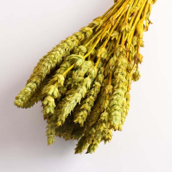 Набор сухоцветов Набор сухоцветов "Железница", банч длина 35 (+/- 6 см), фисташковый