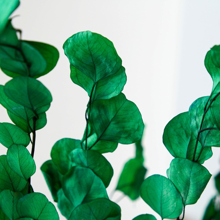 Сухоцвет персикого дерева, 50 г, длина — 70 см, цвет светло-зелёный Сухоцвет персикого дерева, 50 г, длина — 70 см, цвет светло-зелёный