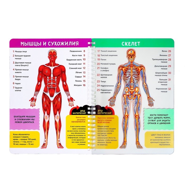 Книга с прозрачными страницами «Моё тело», 32 стр. Книга с прозрачными страницами «Моё тело», 32 стр.
