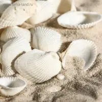 Набор ракушек, 2 - 3.5 см, 100 г