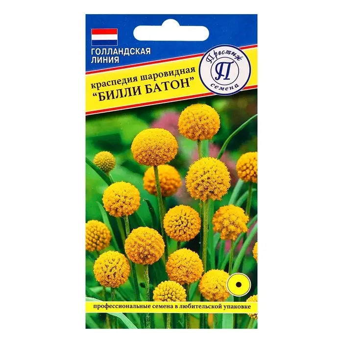 Семена цветов Краспедия шаровидная  Семена цветов Краспедия шаровидная "Билли Батон", 10 шт