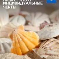 Набор ракушек, 4 - 5 см, 100 г