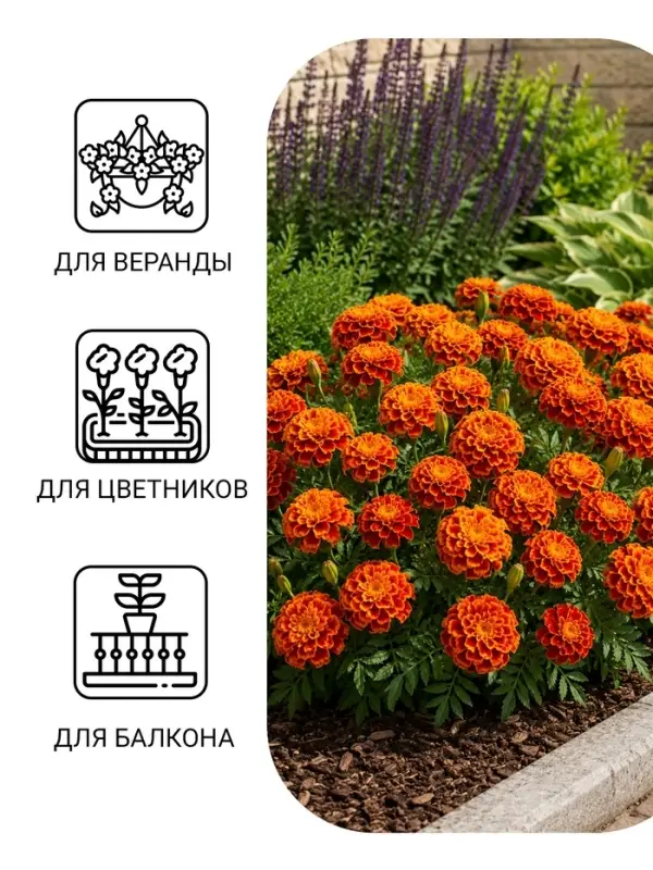 Семена Цветов Бархатцы &laquo;Имеретинский шафран&raquo;, отклоненные, ц/п, 0.2 г