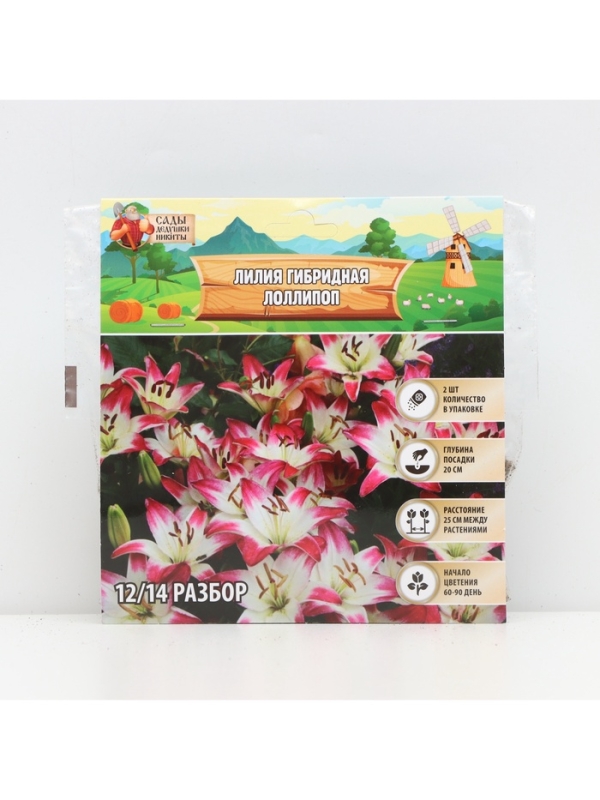 Лилия гибридная «ЛоллиПоп», луковица в пакете с перфорацией, р-р 14/16, 2 шт.