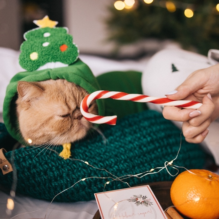 Костюм для животных Костюм для животных "Ёлка", размер 2XL, зелёный