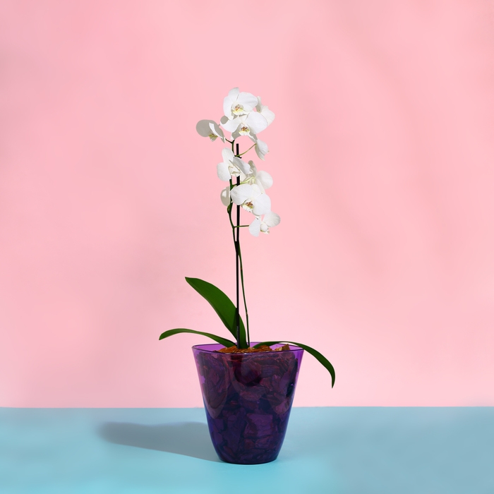 Горшок для орхидей, 2,5 л, 16,4 &times; 18,5 см, пластик, прозрачно-фиолетовый