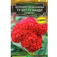 Семена цветов Целозия гребенчатая Ту хот ту хандл скарлет  С. Floranova , Ц/П,5 шт.