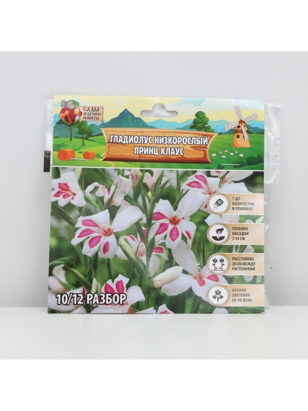 Гладиолус Низкорослый «Принц Клаус», луковица цветов в пакете с перфорацией, р-р 10+, 7 шт.