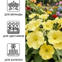 Семена цветов Петуния гибридная &laquo;Софистика Блекберри энд лайм грин&raquo; 5 шт.
