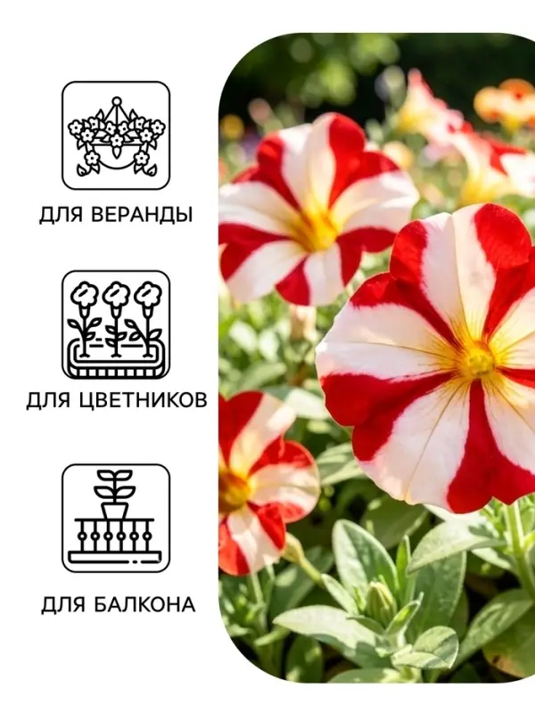 Семена цветов Петуния крупноцветковая &laquo;Танго&raquo; красная с белой звездой, 15 шт.