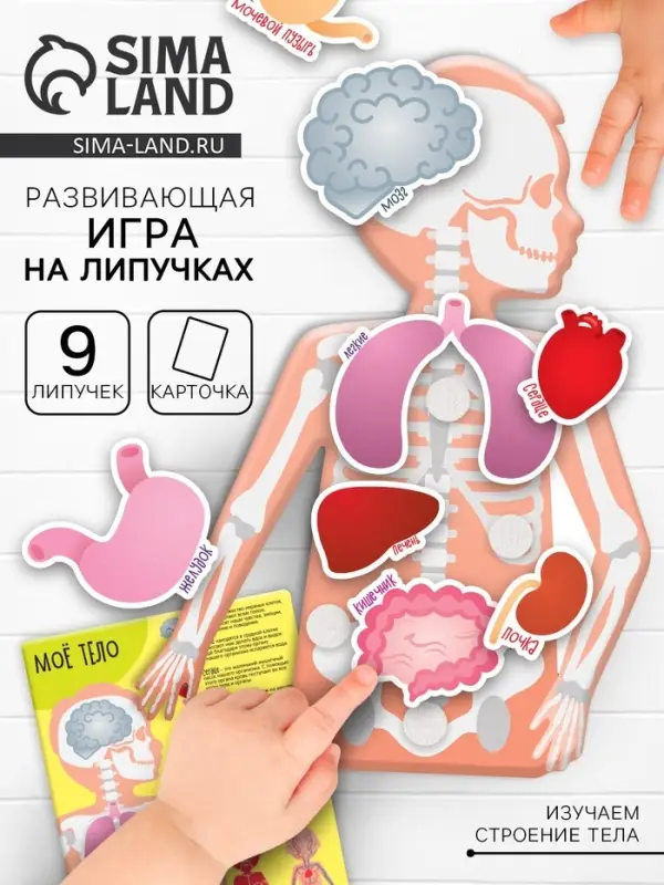 Игра на липучках &laquo;Моё тело&raquo;, анатомия