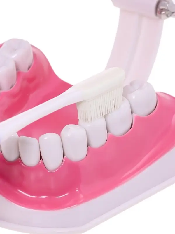 Набор для опытов &laquo;Анатомия&raquo;, челюсть человека