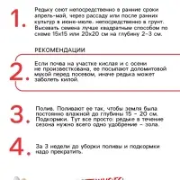 Семена Редька "Зимняя круглая чёрная", среднеспелая, 1 г