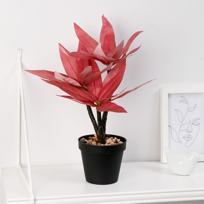 Бонсай в горшке Бонсай в горшке "Традесканция колор" 10х26 см, микс