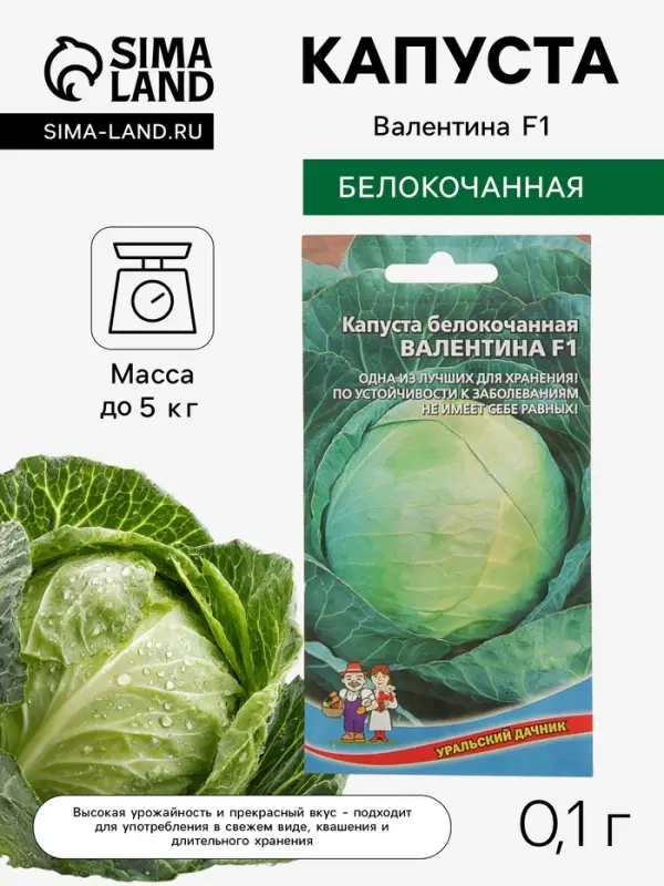 Семена Капуста белокочанная &laquo;Валентина&raquo;, F1, 0.1 г, позднеспелая, &laquo;Уральский дачник&raquo;