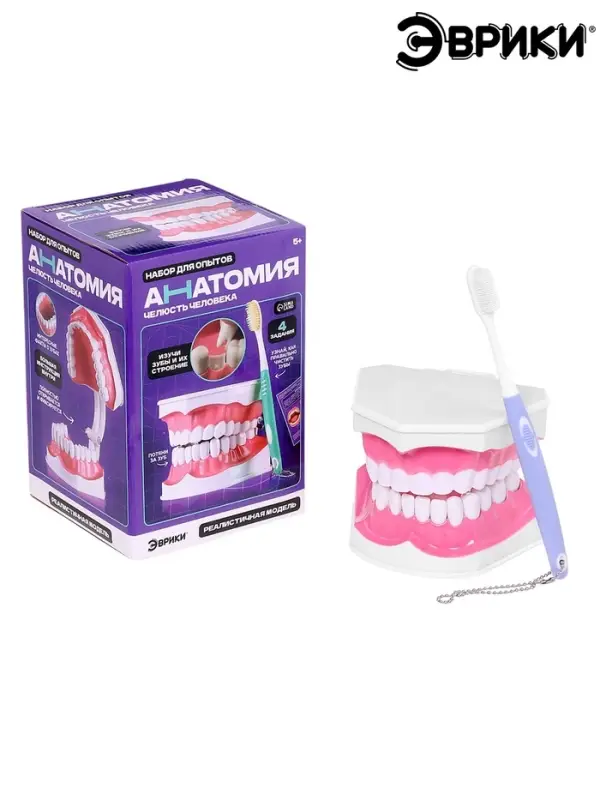Набор для опытов &laquo;Анатомия&raquo;, челюсть человека