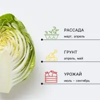 Семена Капуста брокколи &laquo;Абсент&raquo;, F1, 10 шт., &laquo;Семена Алтая&raquo;