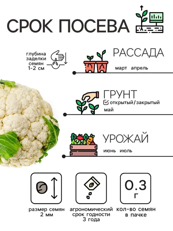 Семена Капуста цветная Семена Капуста цветная "Сноуболл 123", 0,3 г