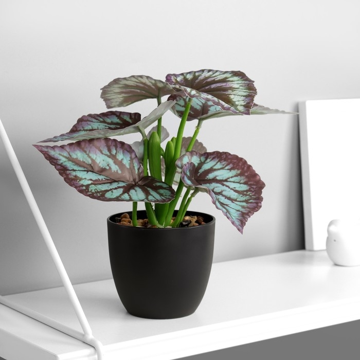 Бонсай в горшке Бонсай в горшке "Каладиум премиум экстра" 21х10 см, микс