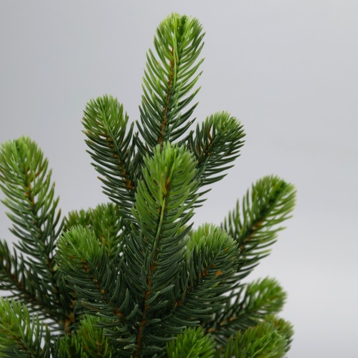 Фигура светодиодная «Хвоя» 28 x 20 x 20 см, 10 LED, батарейки AG13x3 (в комплекте), свечение тёплое белое